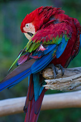 アカコンゴウインコ