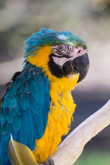 Fototapeta premium ルリコンゴウインコ