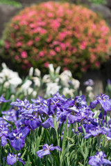 Obraz premium 花菖蒲＠大村公園