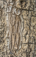 wood bark