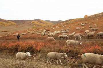 Obraz premium pasture