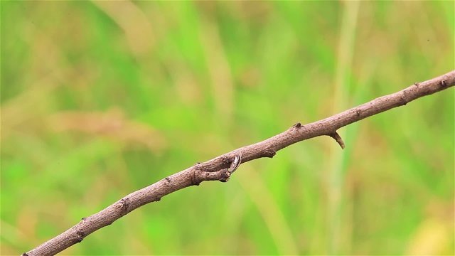 Male Red Avadavat(Amandava amandava) on the branch