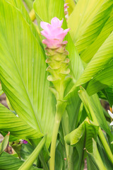 Obraz premium Curcuma aeruqinosa flower