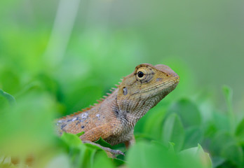 side view  of Oriental garden lizard (Calotes mystaceus) standin