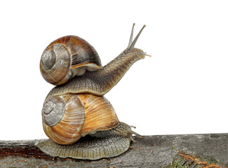 Garden snail (Helix aspersa) on white background