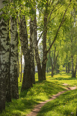 Fototapeta premium Path in park