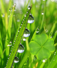 Panele Szklane Podświetlane  Świeża zroszona zielona trawa z liściem koniczyny