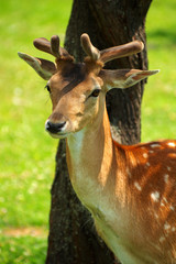 Fototapeta premium fallow deer portrait 4
