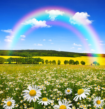 Rainbow above the spring landscape with field of marguerites