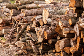 Holzstämme