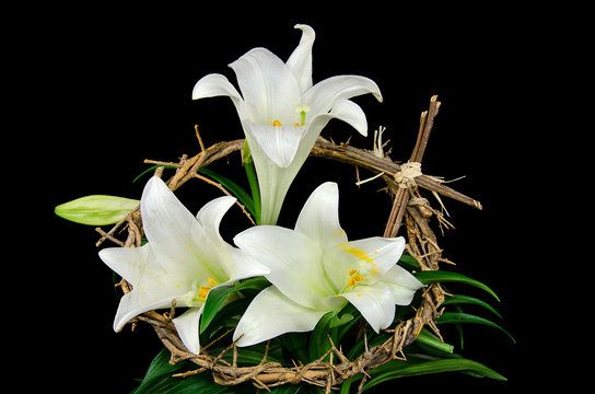 Easter Lily With Crown Of Thorns