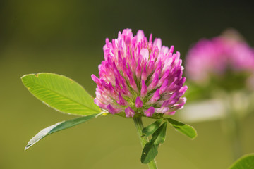 Trifolium pratense
