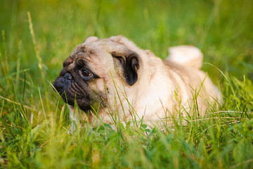 Funny pug