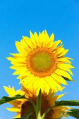 sunflower on background blue sky