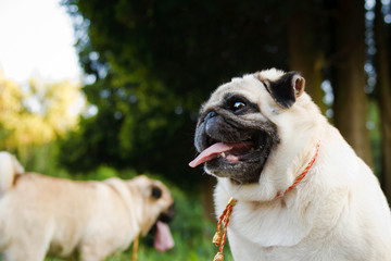 Funny Pugs