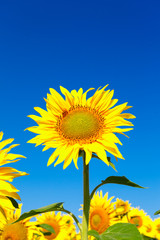 sunflower on background blue sky