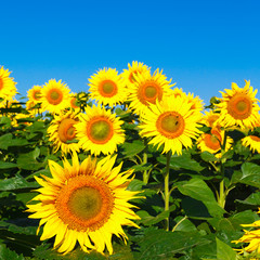 sunflower field on background blue sky