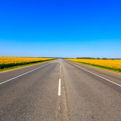 sunflower field on background blue sky