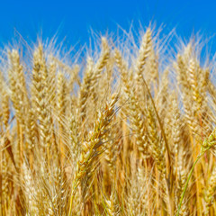 yellow wheat ears on the field