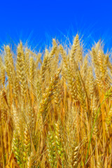 Fototapeta premium yellow wheat ears on the field
