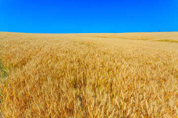yellow wheat ears on the field