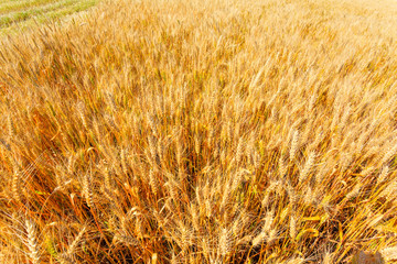 yellow wheat ears on the field