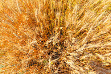 yellow wheat ears on the field