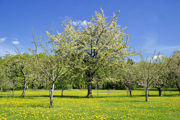 Blooming apple trees