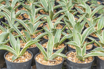 Small agave in Plant cultivation.