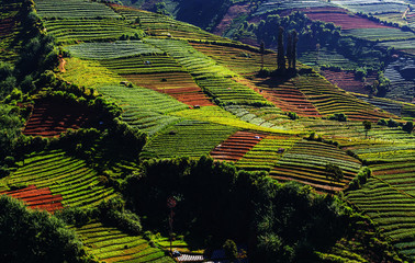 Field in Java © Galyna Andrushko