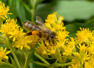 Honigbiene seitlich, gelbe Dolden