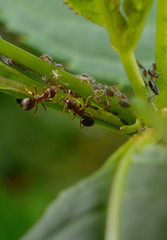 Ameisen-meeting mit Blattläusen