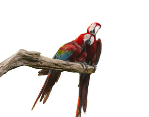 two parrots © tiverylucky