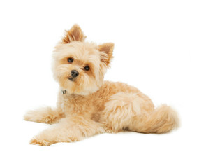 Yorkshire terrier isolated on white background