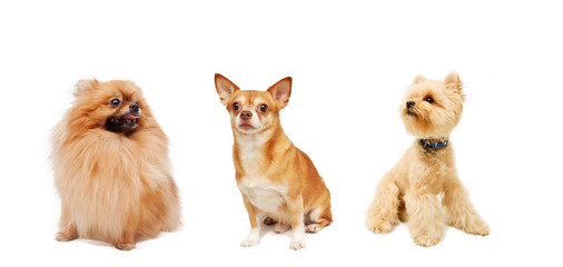 Pomeranian, Chihuahua and Yorkshire Terrier isolated on a white
