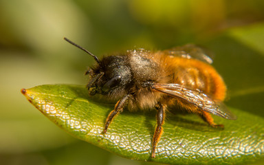 A macro photo of a Bee