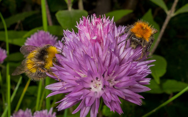 A macro photo of a Bee