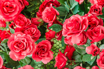 Red rose flower
