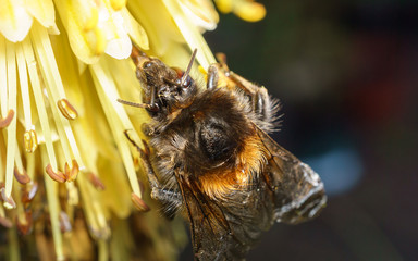 A macro photo of a Bee