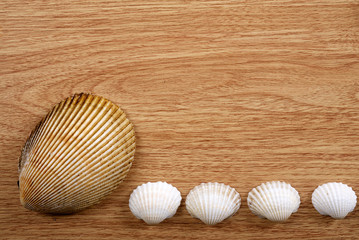 Fototapeta na wymiar frame from shells on wood desk