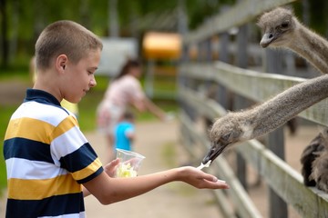 Feeding of ostrich on a farm in summer