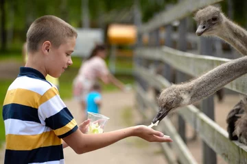 Photo sur Plexiglas Autruche Feeding of ostrich on a farm in summer