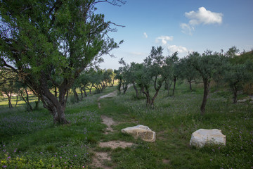 Avignon Villeneuve