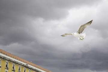 Seagull flying clouds