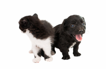 Fototapeta premium Black & white cat