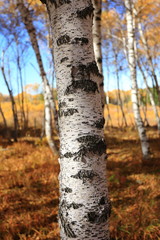 birch