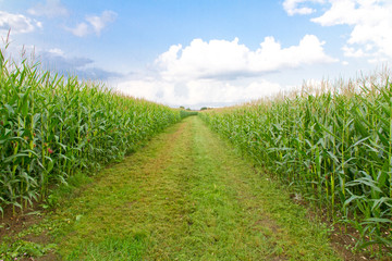 Weg durch Maisfelder im Sommer
