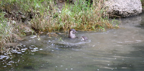 loutre