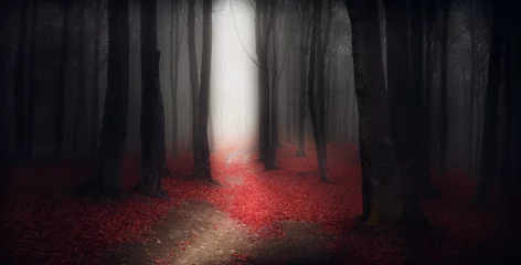 Fototapeten Dunkle Pfade im Wald an einem nebligen Herbsttag © bonciutoma