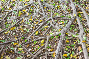 Tree roots